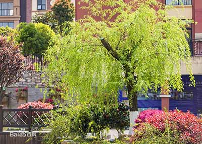 自貢市旅游職業(yè)高級中學 自貢市旅游職業(yè)高級中學