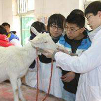 畜牧獸醫專業