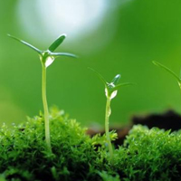植物保護